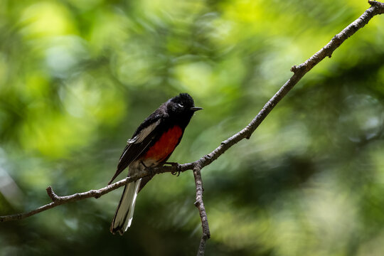 Painted redstart