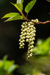 Stachyurus flowers blooming in a mountain village.