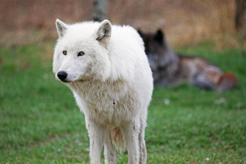 Arctic female Wolfdog - Canada