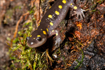 Spotted salamander 