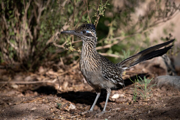 Greater roadrunner