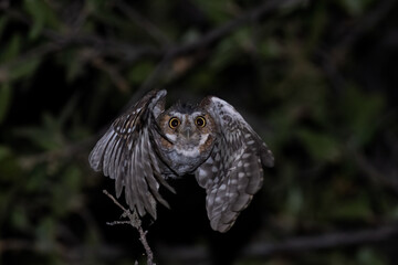 Elf owl takeoff