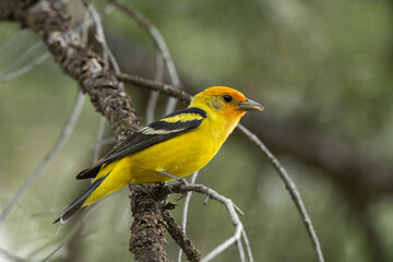 Western tanager