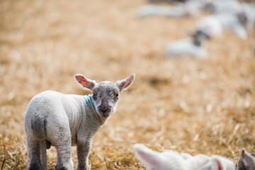 A baby newborn lamb looks a the camera as it stands in a lambing pen on a farm in Norfolk, UK © James Bailey