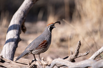 Gambel's quail