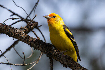 Western tanager
