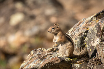 Naklejka na ściany i meble Golden-mantled ground squirrel