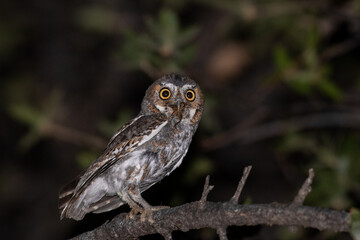 Elf owl