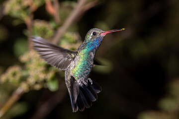 Fototapeta premium Broad-billed hummingbird in flight