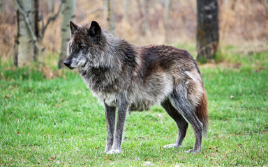 Wolfdog alpha - Canada