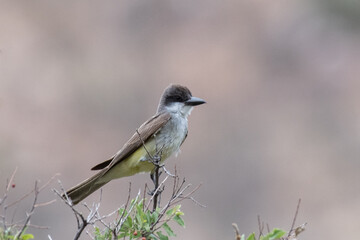 Thick-billed kingbird