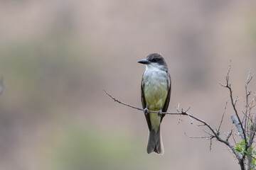 Thick-billed kingbird