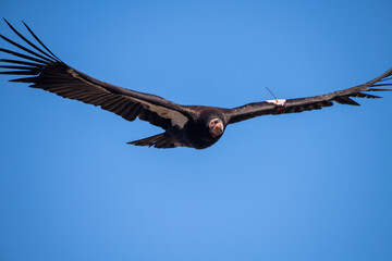 California condor flying