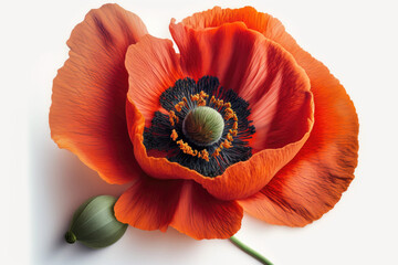 Red poppy flower on white background. Template, mockup for postcard invitation, copy space. Illustration generated by Ai
