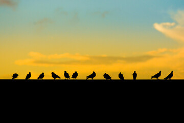 Fototapeta na wymiar birds silhouette of a flock of birds in the sunset