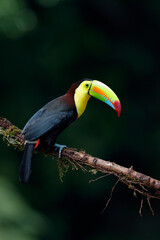 Keel-billed Toucan perching on branch