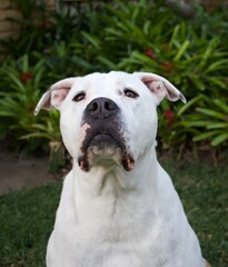 Obraz premium portrait of a bull arab dog
