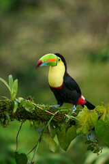 Keel-billed Toucan perching on branch