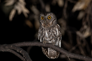Whiskered screech owl