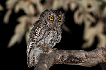 Whiskered screech owl