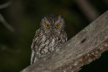 Whiskered screech owl