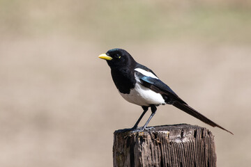 Yellow-billed magpie