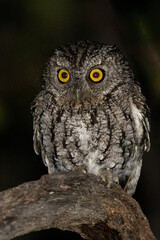 Whiskered screech owl