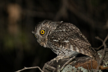 Whiskered screech owl