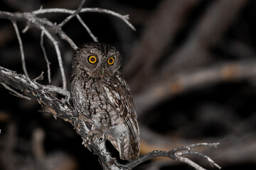 Whiskered screech owl
