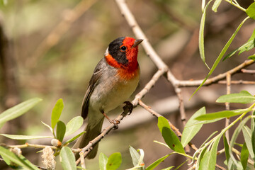 Red-faced warbler