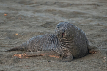 Fototapeta premium Elephant seal pup