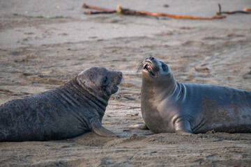 Fototapeta premium Elephant seal pups