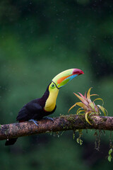 Keel-billed Toucan perching on branch