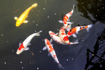 Colorful and beautiful fish on pond