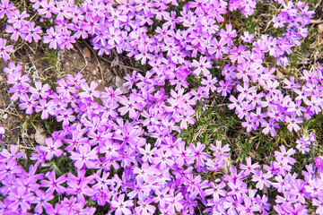 Fototapeta premium The beautiful blossom and field on spring time background.