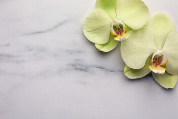 Beautiful orchid flowers on white marble table, flat lay. Space for text