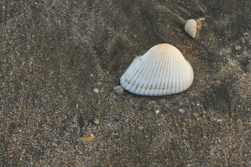 Seashells on the sand. Selective focus. nature.