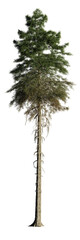 Fototapeta premium tall fir tree isolated on transparent background