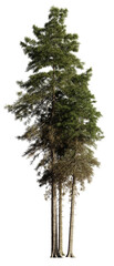 tall fir tree group, isolated on transparent background 
