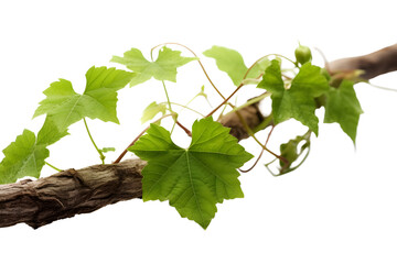 branch with vine growing on transparent background