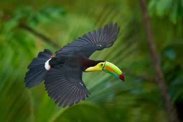 Keel-billed Toucan flying
