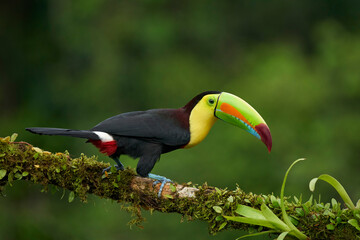 Keel-billed Toucan perching on branch