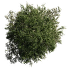 fir tree from above, beautiful lush plant, isolated on transparent background 