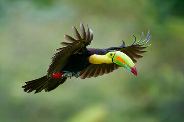 Keel-billed Toucan flying