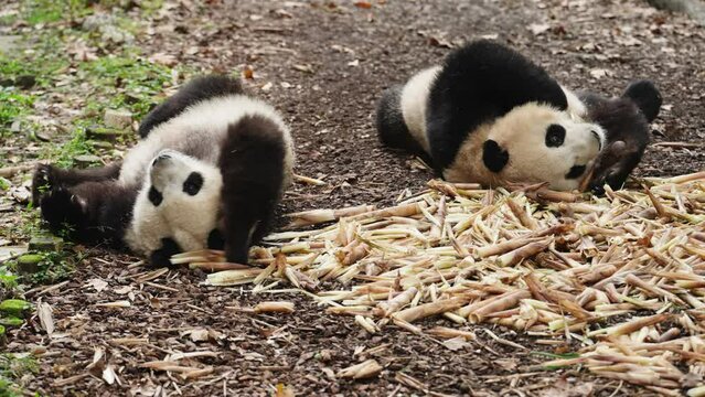 Close-up of pandas lying on ground peel off skin of bamboo shoots, eating bamboo in morning. Panda play with each other happily with a pile of bamboo shoots around them.