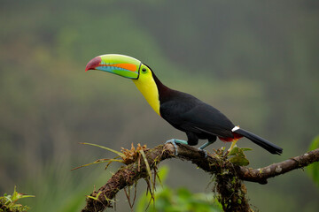 Keel-billed Toucan perching on branch
