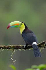 Keel-billed Toucan perching on branch