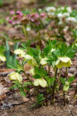 Yellow hellebore flowers blooming in early spring garden.