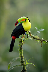 Keel-billed Toucan perching on branch