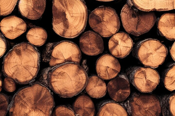 Fototapeta premium Cutted wood log texture - generative ai